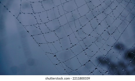 A Dewy Cobweb In The Middle Of The Misty Forest
