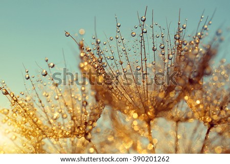 Dewy dandelion flower at sunrise close up