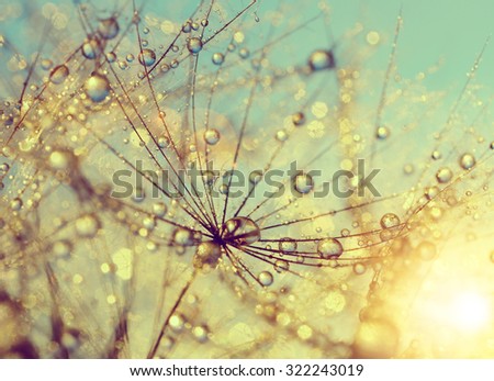 Dewy dandelion flower at sunset close up