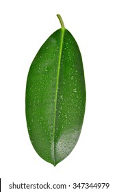 Dewy Ficus leaf isolated on white background