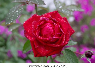 A dewy flower of the red rose “ingrid bergman”, close up - Powered by Shutterstock