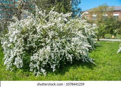 Bridal Wreath Spirea Images Stock Photos Vectors Shutterstock