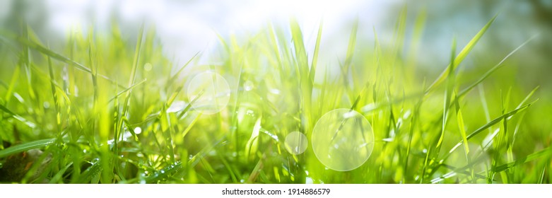 Dewy fresh grass in spring sun. Seasonal meadow background with light bokeh and short depth of field. Horizontal close-up with space for text. - Powered by Shutterstock