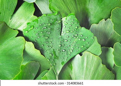 Dewy Ginkgo Biloba leaf part of other ginkgo leaves as a background - Powered by Shutterstock