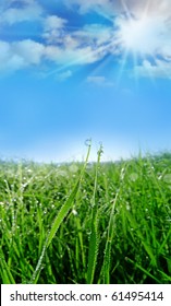 dewy grass