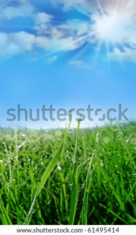 summer meadow Nature Plant