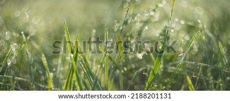 dewy grass with nice soft artistic bokeh