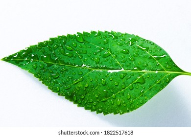 dewy green leaf close up