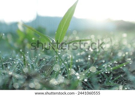 the dewy greenery on a sunny morning is very beautiful
