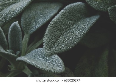 Dewy leaf