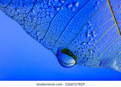 dewy leaf skeleton texture, leaf background with veins and cells - macro photography - Shutterstock ID 2266557829