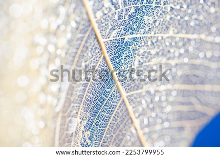 dewy leaf skeleton texture, leaf background with veins and cells - macro photography