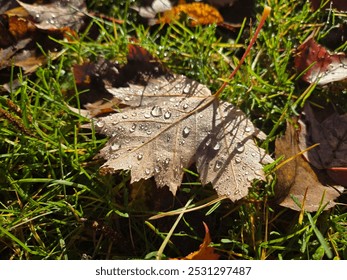 Dewy maple leaf on the grass - Powered by Shutterstock