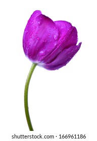 Dewy Purple Tulip Isolated On White Background 