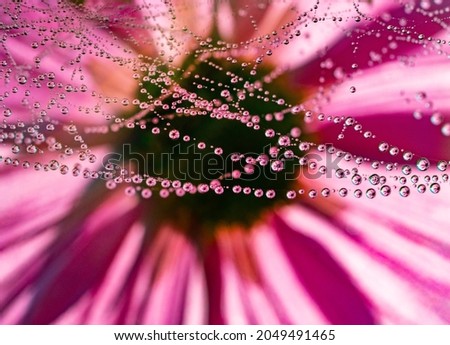 Similar – Geese and flowers