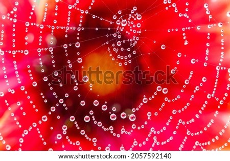 dewy spider web - net and flowers - macro photography