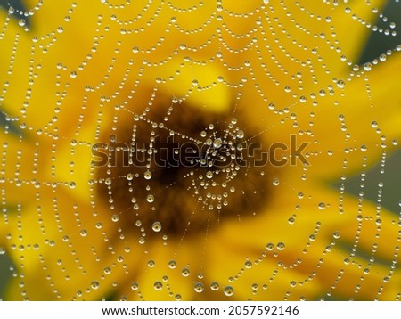 Similar – Raindrops on a daylily