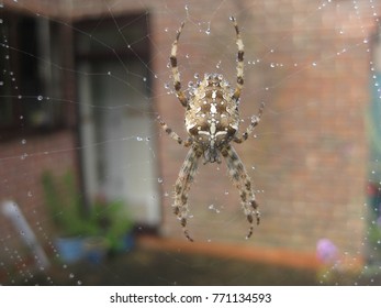 Dewy Spider's Web In Early Morning. Macro Image Of A British Garden Spider(Cross Orb Weaver) On It's Web, Spun Between A Washing Line And House Wall. Dew Drops Glistening. 