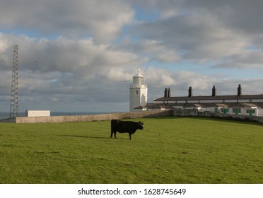Dexter Cow Grazing in a Field in Front of Lizard Lighthouse by the English Channel on the South West Coast Path at Lizard Point on the Southern Tip of Cornwall, England, UK