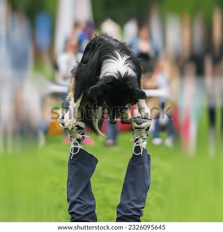 Dexterous performance of capable dog with his owner on dog playground. Almost circus acrobatic stunt. Concept of friendship between man and dog. Selective focus. Dog sports training, funny show Stock photo © 