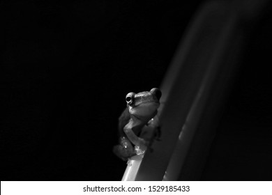 Dhaka - Bangladesh - 2019: Beautiful Wild frogs of Asia. - Shutterstock ID 1529185433
