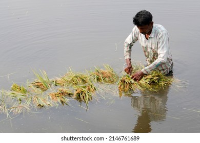 Dhaka, Bangladesh - April 17, 2022: Farmers are harvesting semi-ripe paddy in the paddy fields of Ashulia in Dhaka due to sudden rise in river water in Bangladesh.
