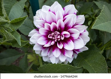 Dhalia Images Stock Photos Vectors Shutterstock<script async src=