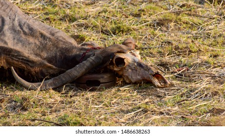 Dhamtari, Chhattisgarh-June 1st 2019 :Death of buffalo due to starvation in hot summer. - Shutterstock ID 1486638263