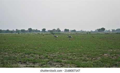 Dhanauri Wetlands, Birds Watching. Grater Noida 25 May 2022