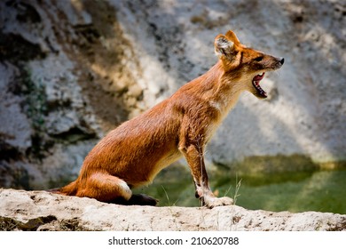 Dhole