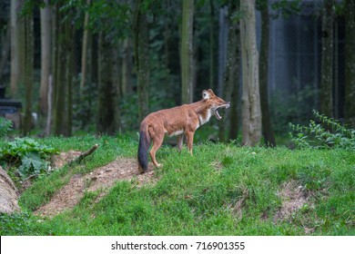 Dhole