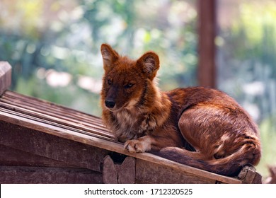 Dhole Or Cuon Alpinus, Other English Names For Species Include Indian Wild Dog, Whistling Dog, Chennai, Asiatic Wild Dog, Red Wolf, Red Dog And Mountain Wolf