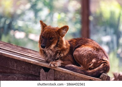 Dhole Or Cuon Alpinus, Other English Names For Species Include Indian Wild Dog, Whistling Dog, Chennai, Asiatic Wild Dog, Red Wolf, Red Dog And Mountain Wolf