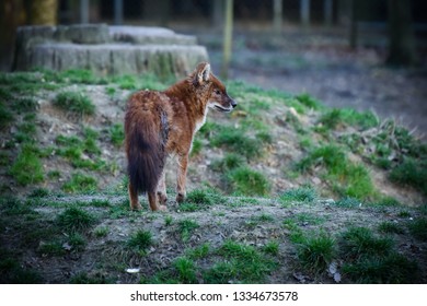 Dhole In Forest