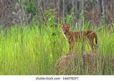 Dhole In Nature