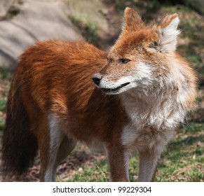 Dhole Posing.