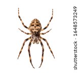 Diadem spider on its web, Araneus diadematus, isolated