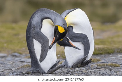 Diagonal beaks, king penguins; Intertwined grooming;  head scratching; King penguin reflection; Two king penguins crossing pool below rock pillar; Fortuna Bay, South Georgia - Shutterstock ID 2341487763
