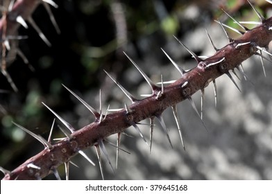 58,792 Thorns Bushed Images, Stock Photos & Vectors | Shutterstock