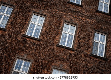 A diagonal composition looking up at a brick facade with several white windows. The building surface is heavily textured with a network of dry, leafless climbing vines.