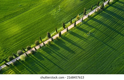 Diagonal von Zypressen mit langen Schatten in der Toskana. Luftbild