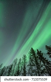 Diagonal green Aurora over winter trees at night in Alaska, abstract composition looking upwards
