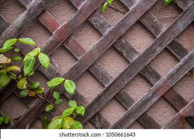 Diagonal Lattice Vines Rain Drops Background Texture Stucco Wallpaper Backdrop