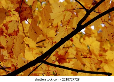 Diagonal Road.. Bright Black Branches Looks Like A Road Between Rich Autumn Yellow Forest