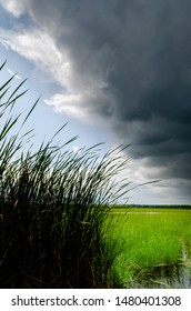 Diagonal Row Of Storm Clouds Over A Grouping Of Silhouetted Cattails In A Wetland At Mac Johnson Wildlife Area