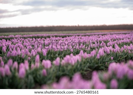 Diagonal rows of pink tulips with selective focus during the morning dawn in a farm in Oregon. 