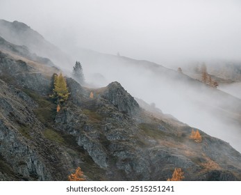 Diagonal stony steep slope and rare forest in dense fog. Stone hillside with larches trees in morning in thick low clouds. Mountainside with firs and autumn flora in mist. Fading autumn colors. - Powered by Shutterstock