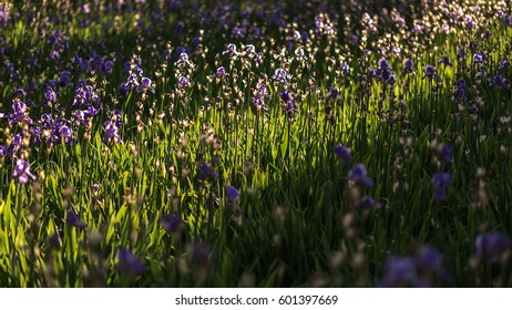 Diagonal sun rays over a field of purple flowers