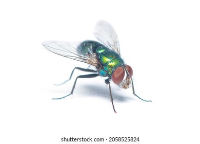 Diagonal view of glittering Green Bottle Fly isolated on white background