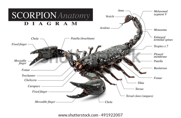 Diagram Black Scorpion Anatomy On White Stock Photo (Edit Now) 491922007